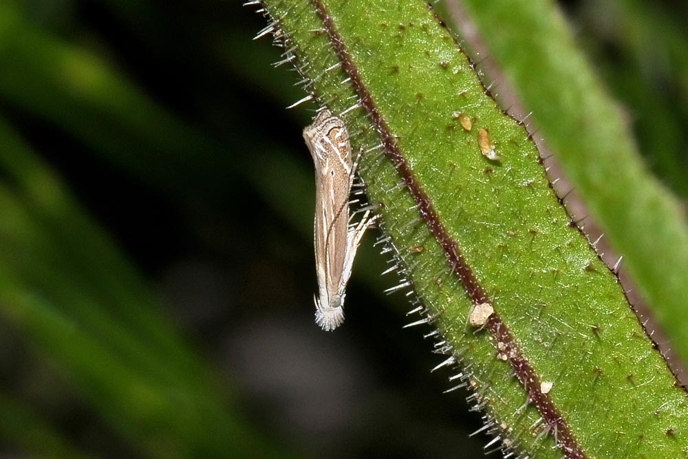 Isophrictis lineatellus? No, Isophrictis cfr. striatella, Gelechiidae